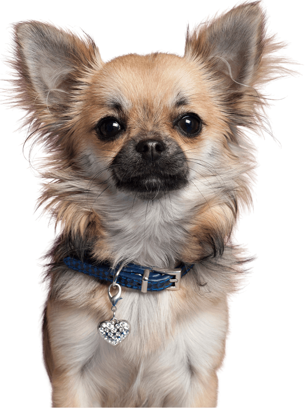 Mały pies rasy Chihuahua z długą sierścią i dużymi uszami, noszący niebieską obrożę z błyszczącą zawieszką w kształcie serca, na przezroczystym tle.