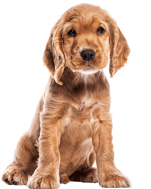 Szczeniak rasy Cocker Spaniel o złocistobrązowej sierści siedzi na przezroczystym tle, patrząc prosto przed siebie z uroczym wyrazem pyska.