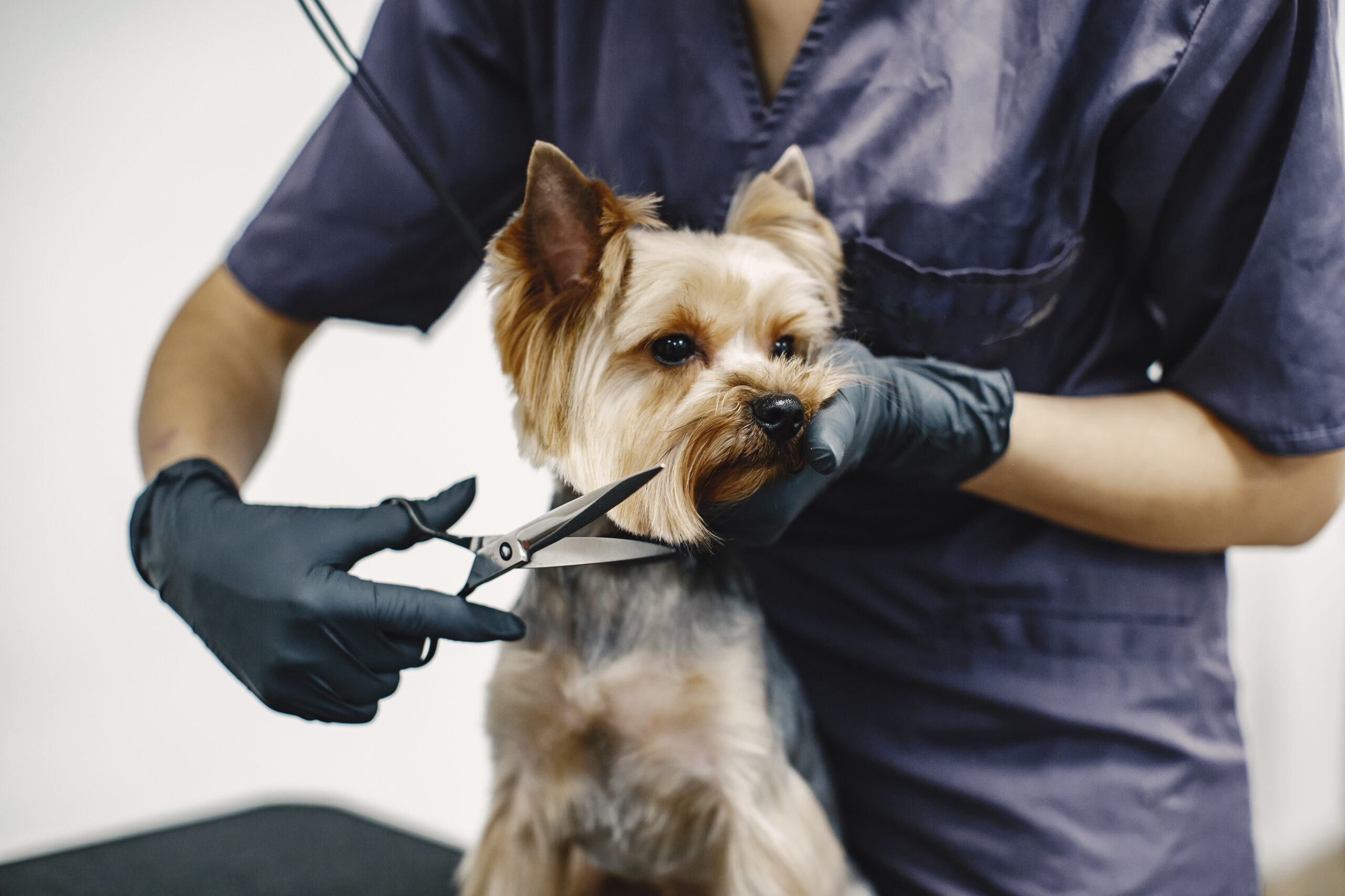 Groomer w rękawiczkach precyzyjnie przycina sierść psa rasy Yorkshire Terrier podczas profesjonalnego strzyżenia w salonie groomerskim.
